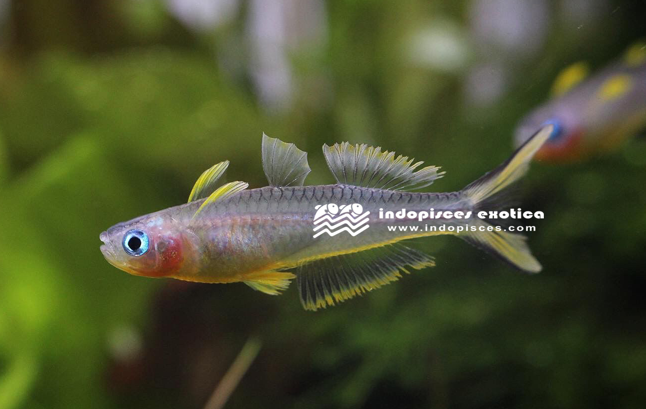 Popondichthys Furcata