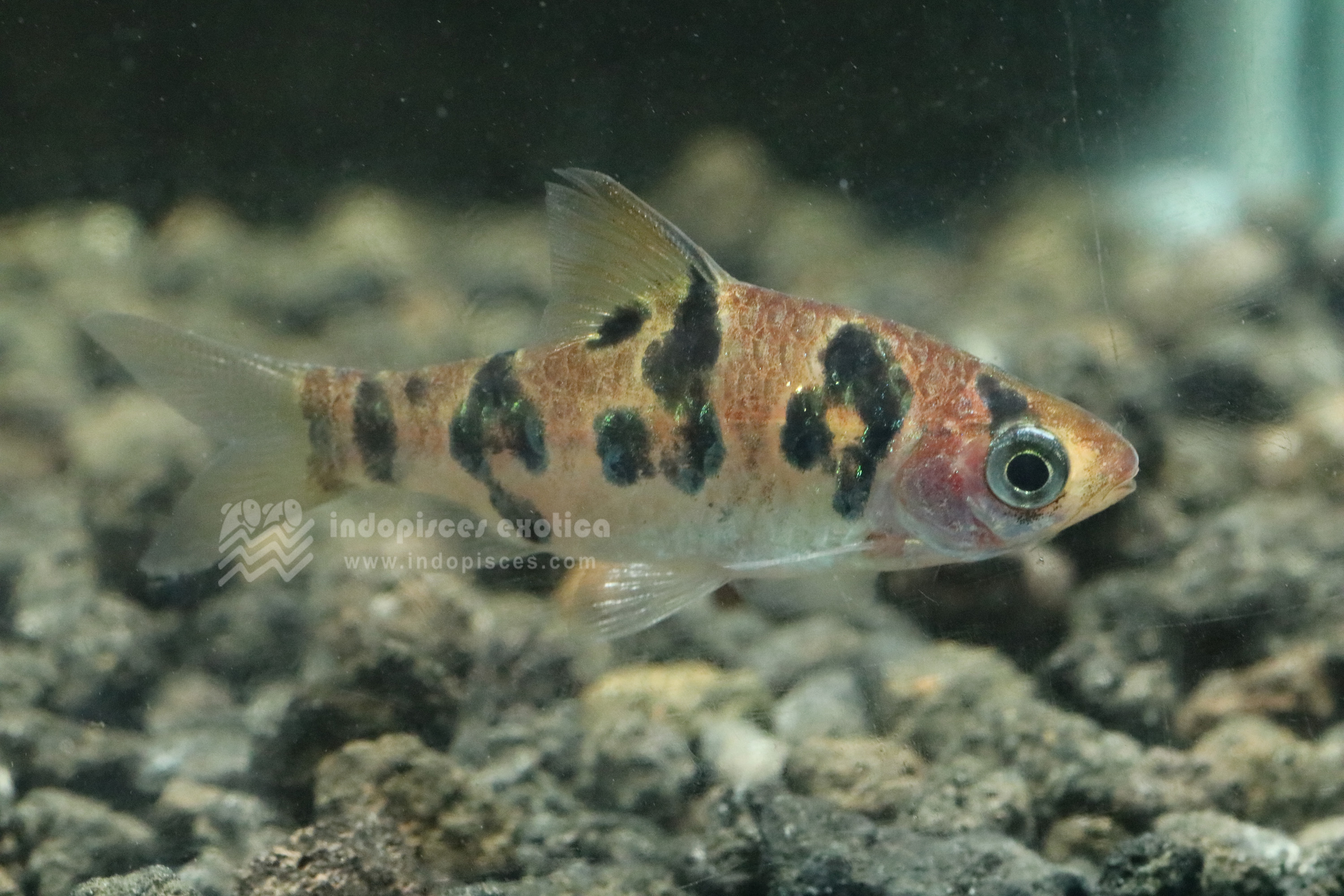 Barbodes Rhombocellatus
